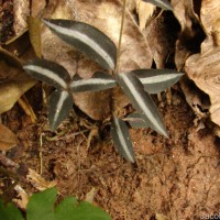 Zeuxine reginasilvae Ormerod